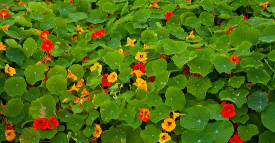The Ultimate Guide: How to Grow Nasturtiums from Seeds in Australia in 6 Easy Steps