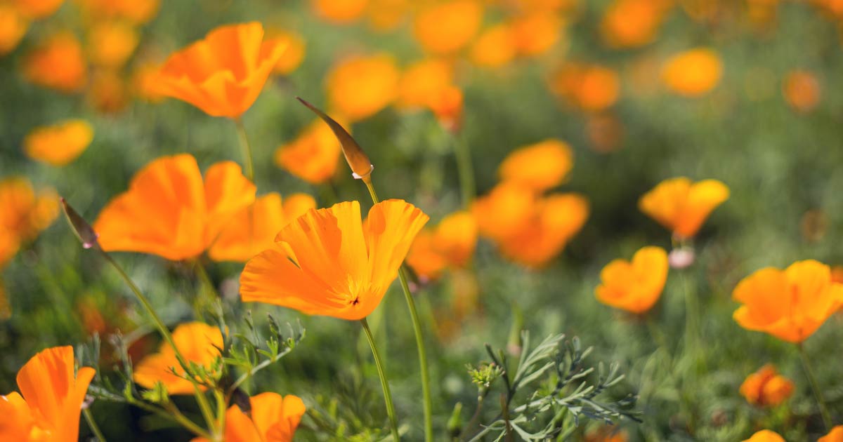 How to Grow Californian Poppies From Seeds
