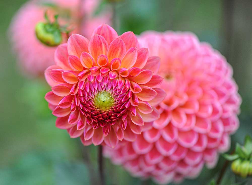 How to grow dahlias from seed