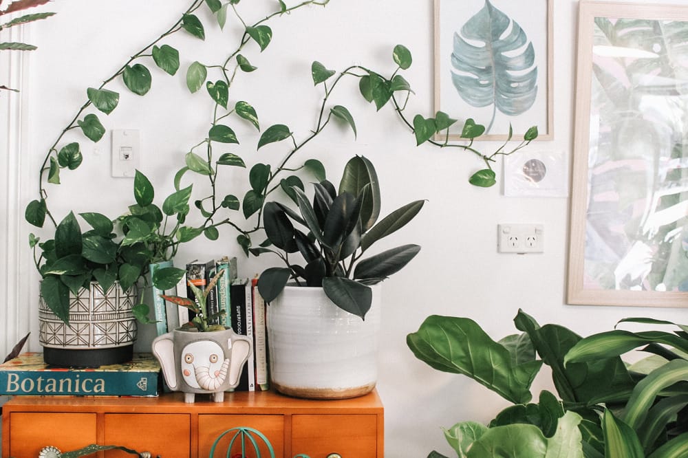 The plant parent trend: create an urban jungle in your home