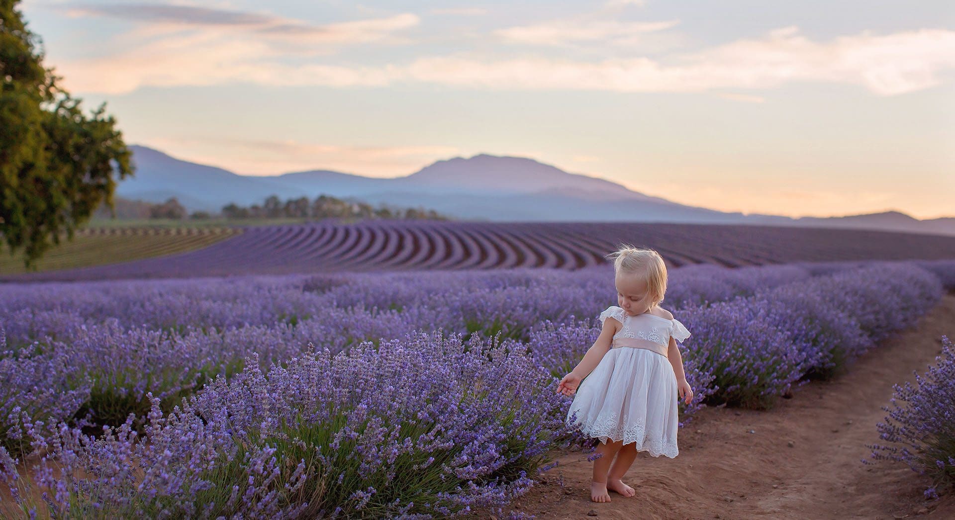 Stunning flower fields and festivals to visit in Australia