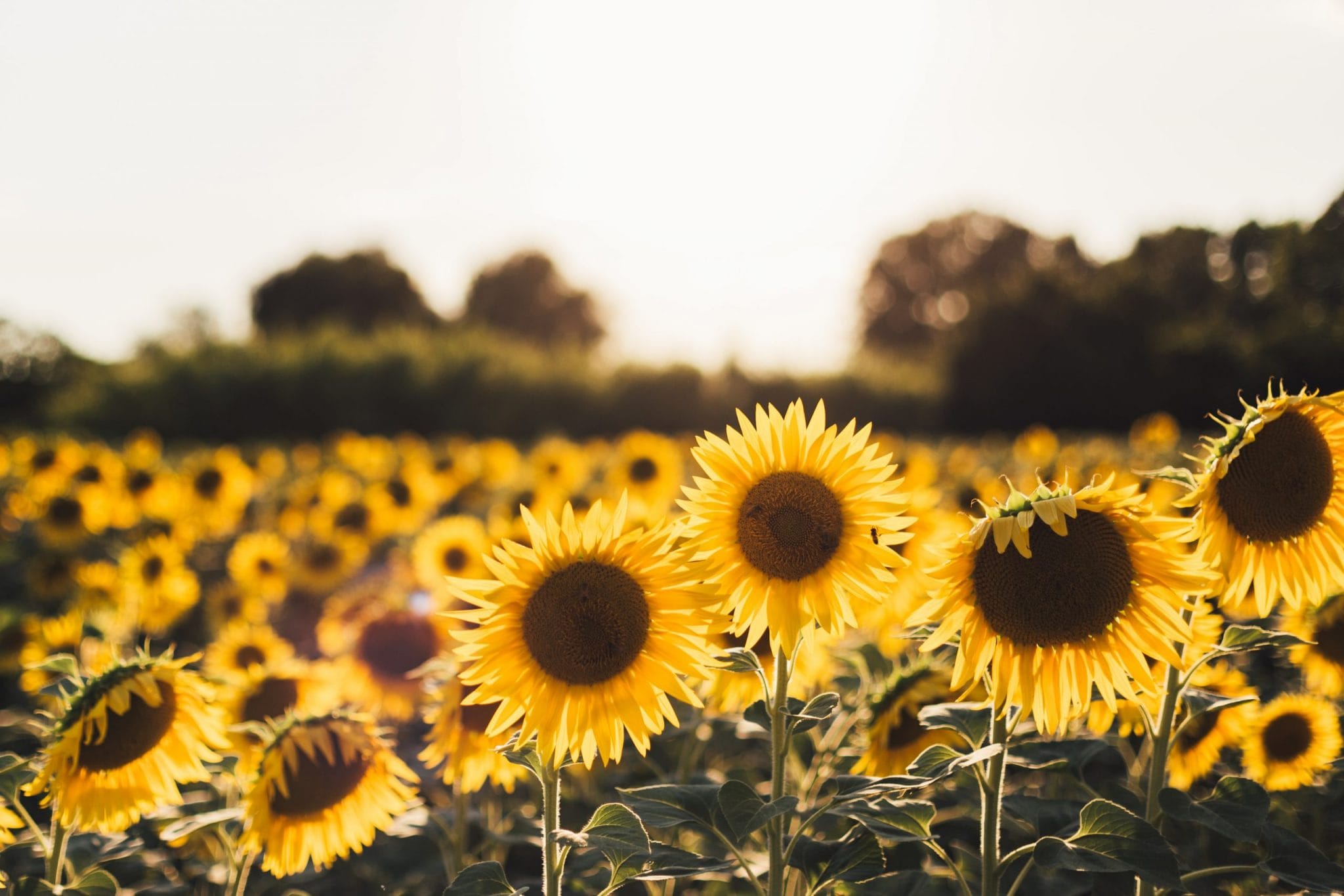 7 flowers to grow in spring