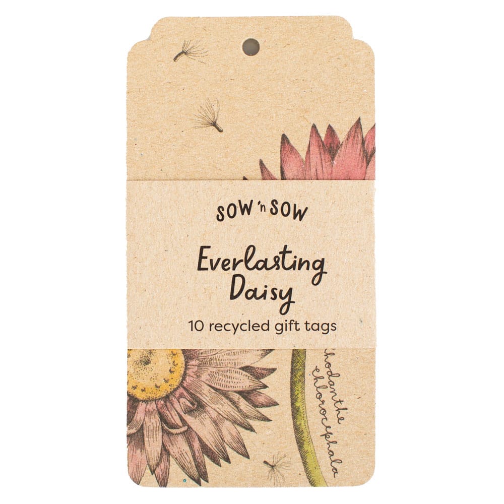 Everlasting Daisy Gift Tag 10 Pack image 0