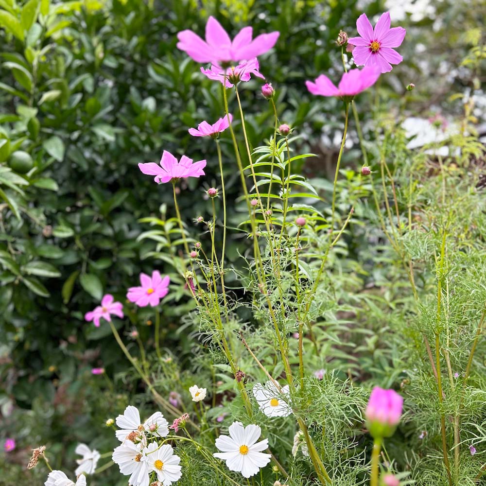 'You're Blooming Beautiful' limited edition Gift of Seeds image 6