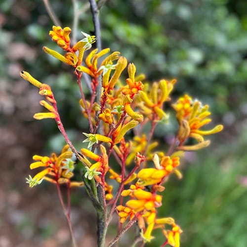 Kangaroo Paw Gift of Seeds image 4