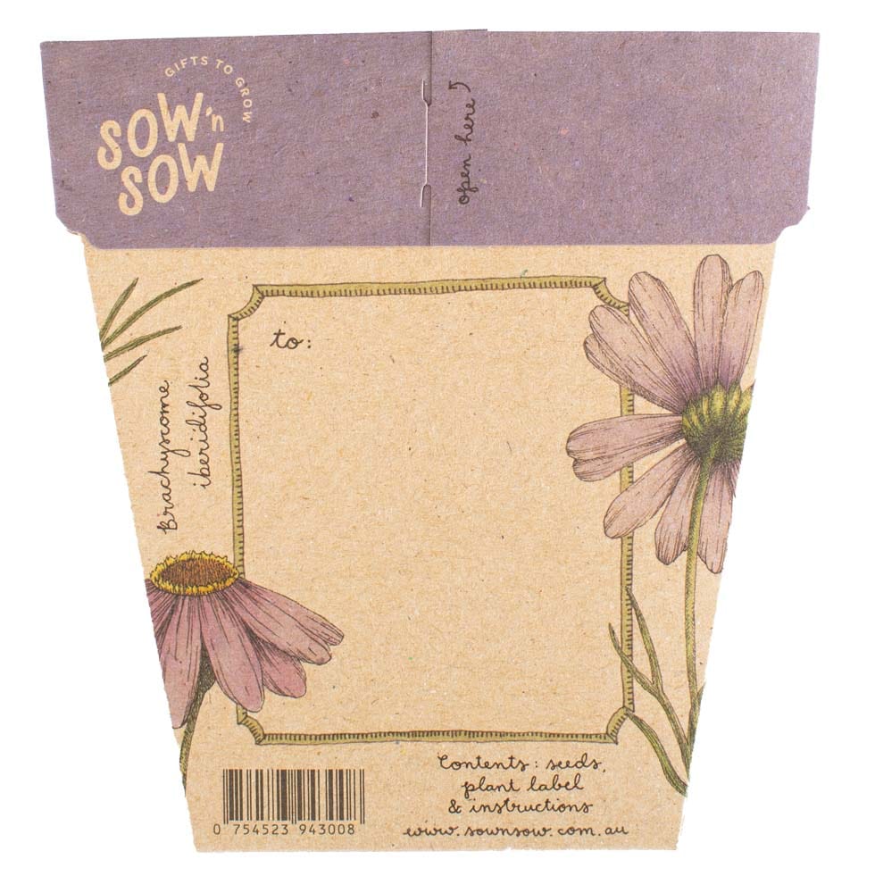 Swan River Daisy Gift of Seeds image 1