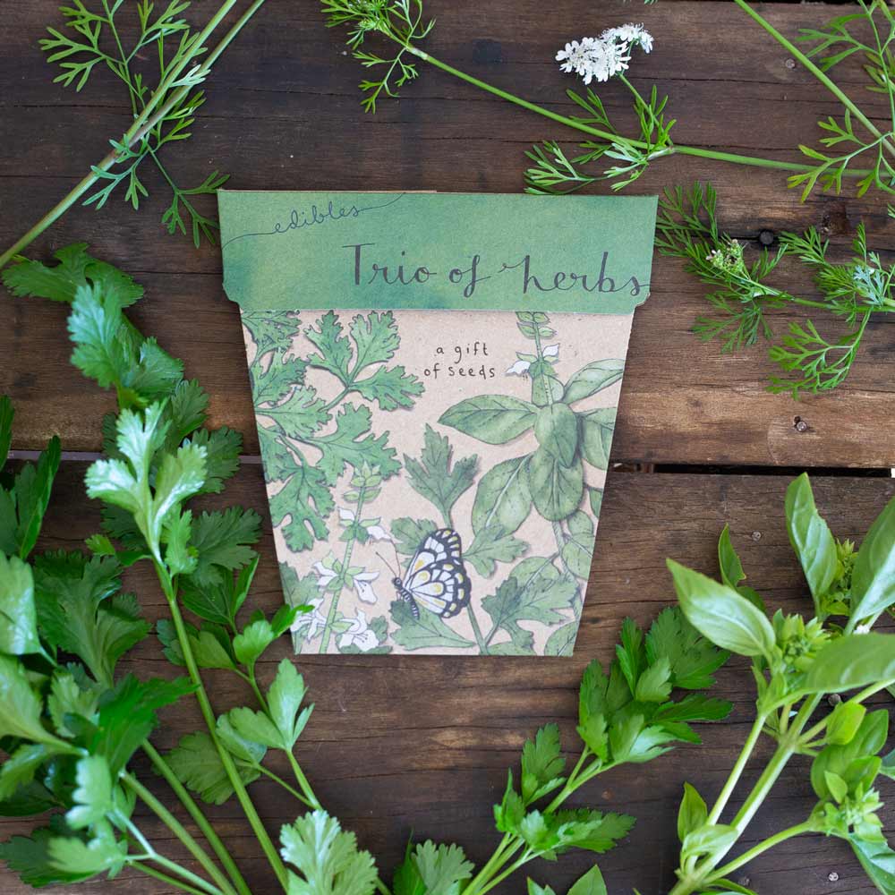 Trio of Herbs Gift of Seeds image 6