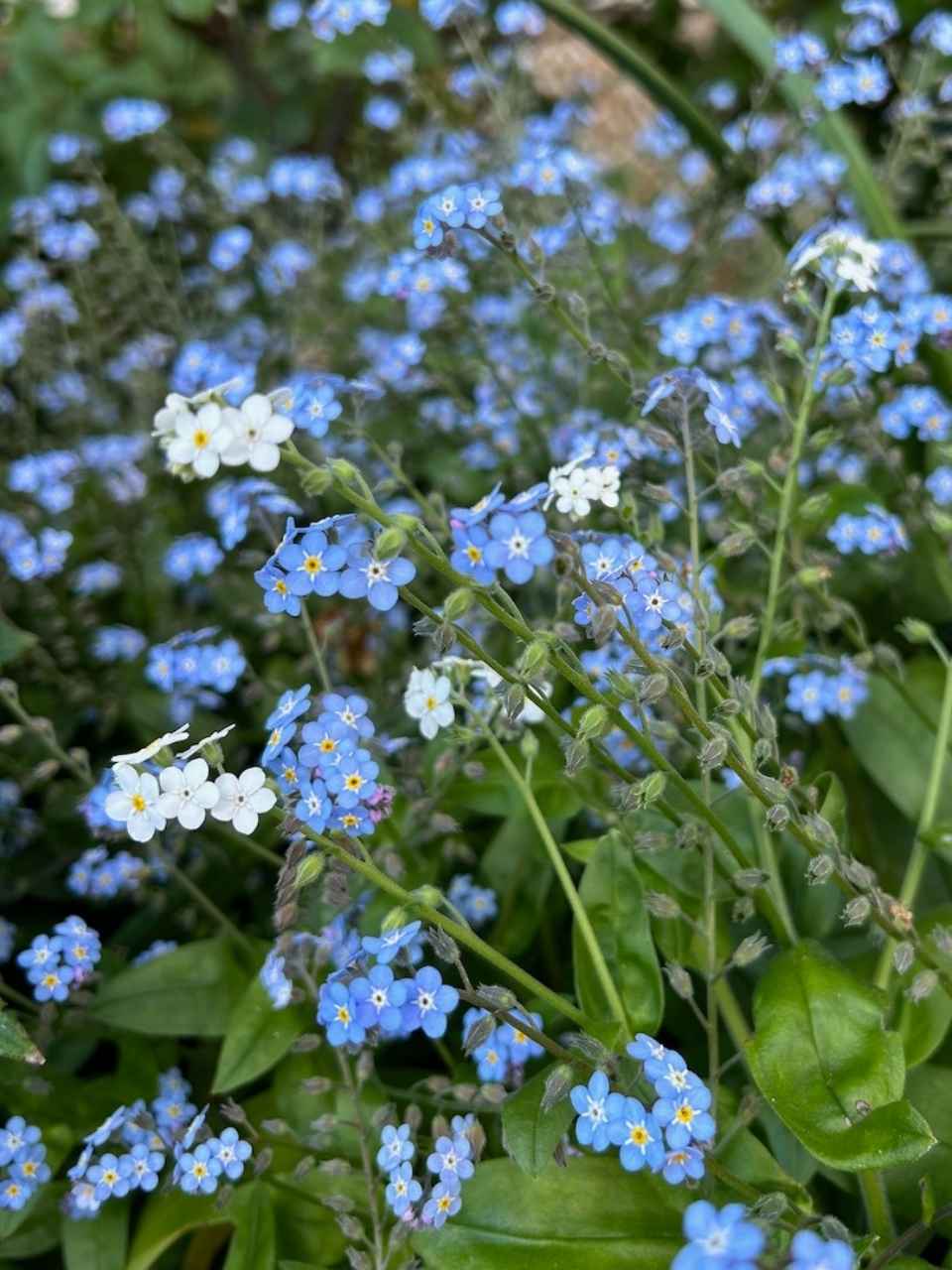 Forget-me-not Gift of Seeds image 5