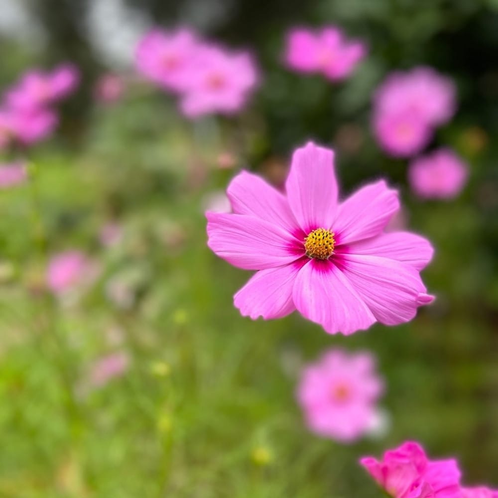 'You're Blooming Beautiful' limited edition Gift of Seeds image 4