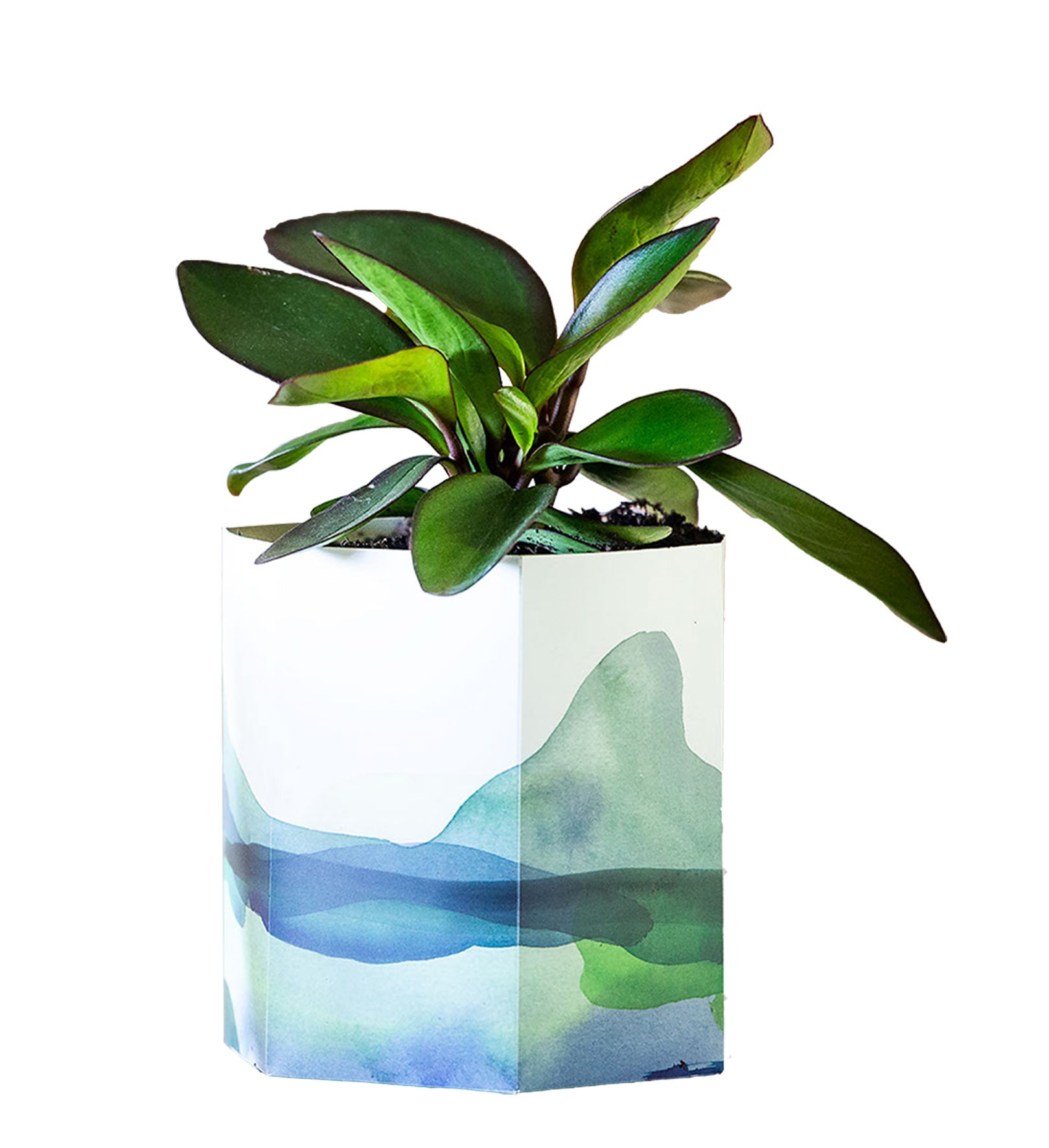 Mountain Pop Up Pots – Bulk Pack of 50