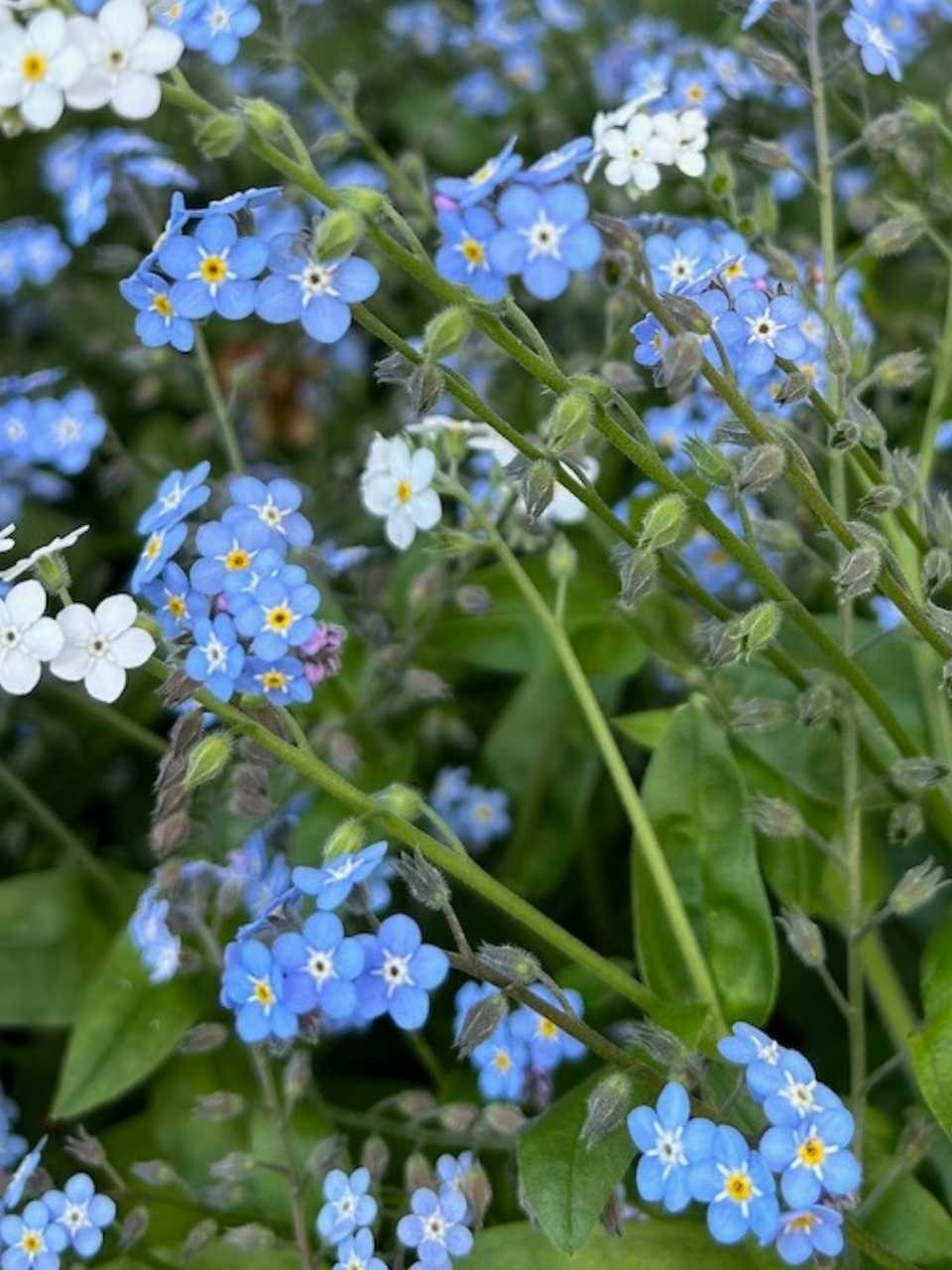Forget-me-not Gift of Seeds image 6