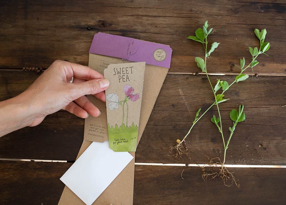 Sweet Pea Gift of Seeds image 3