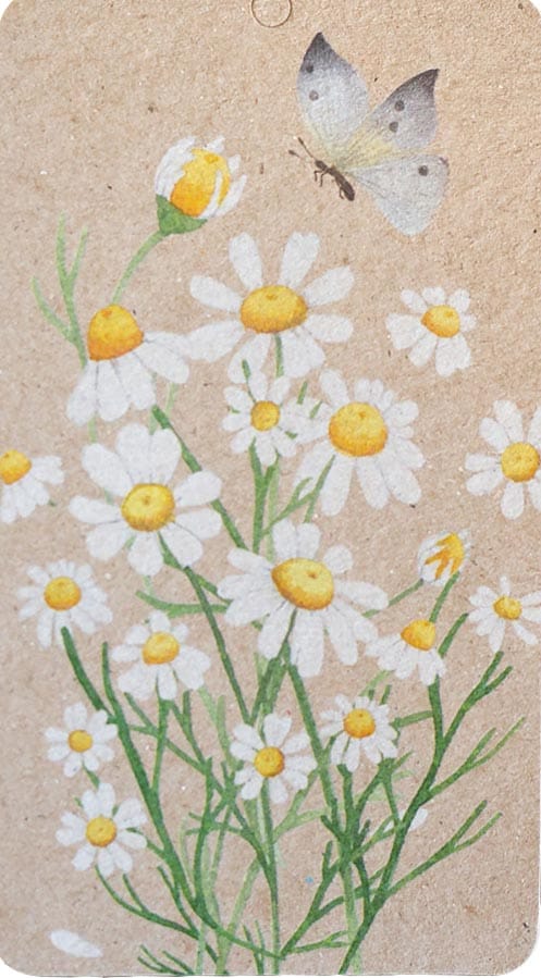 Chamomile Gift Tag - 10 Pack image 3