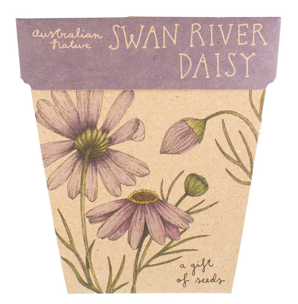 Swan River Daisy Gift of Seeds image 0