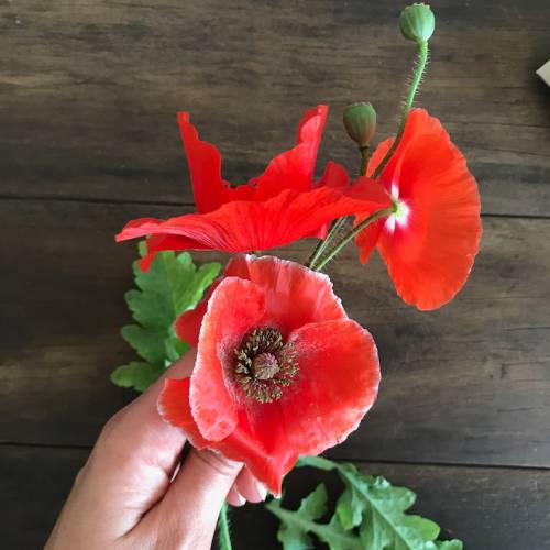 Poppy Gift of Seeds image 8