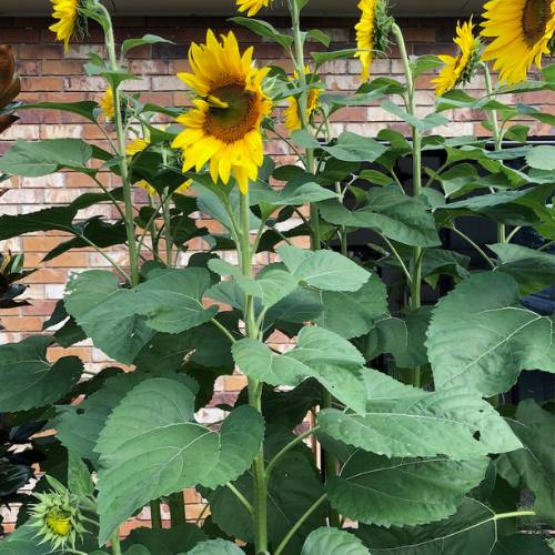 Christmas Sunflower Gift of Seeds image 6