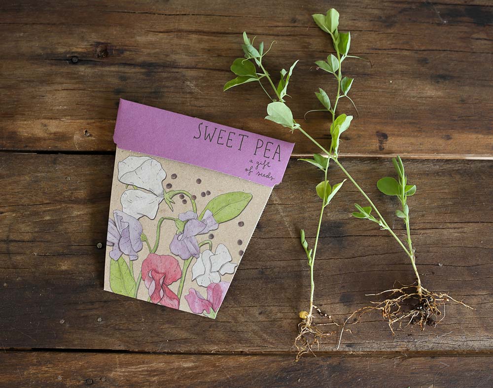 Sweet Pea Gift of Seeds image 4