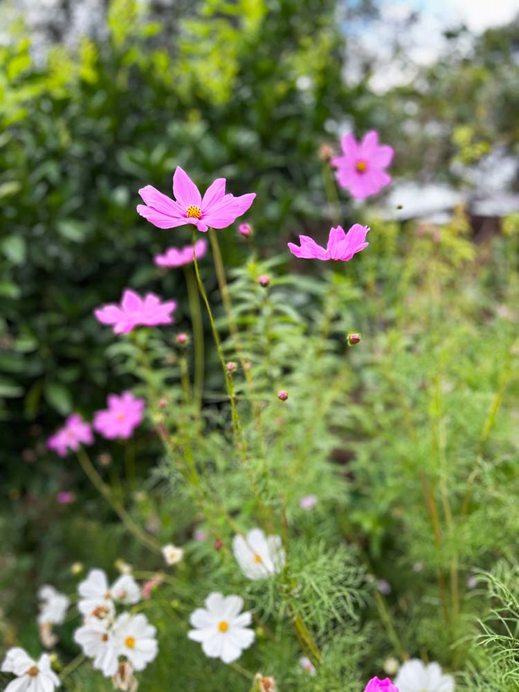 Garden Wonderland Gift of Seeds image 4