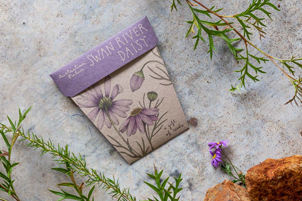 Swan River Daisy Gift of Seeds image 3