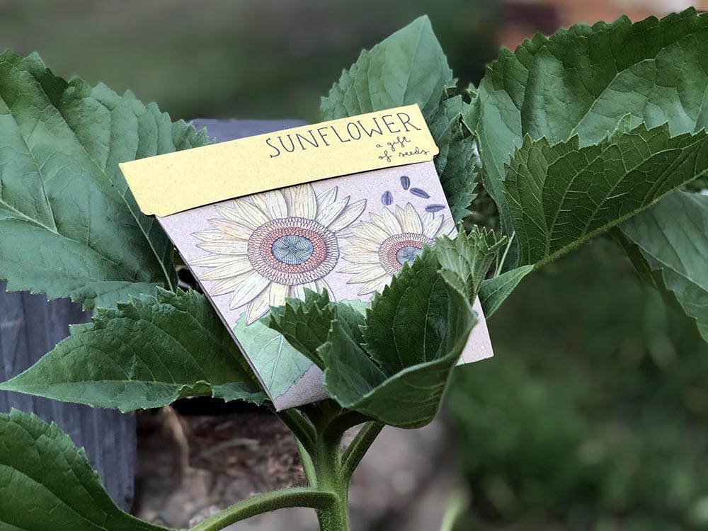 Sunflower Gift of Seeds image 4