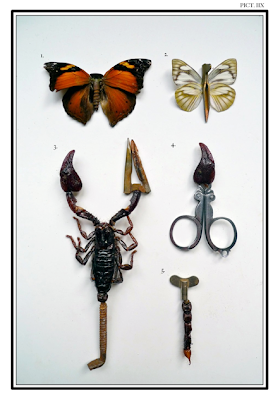 The Crossing of Species, by Bob De Graaf
