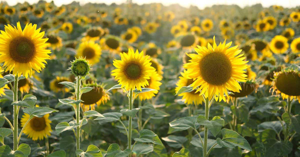 How to Grow Sunflowers from Seeds in Australia