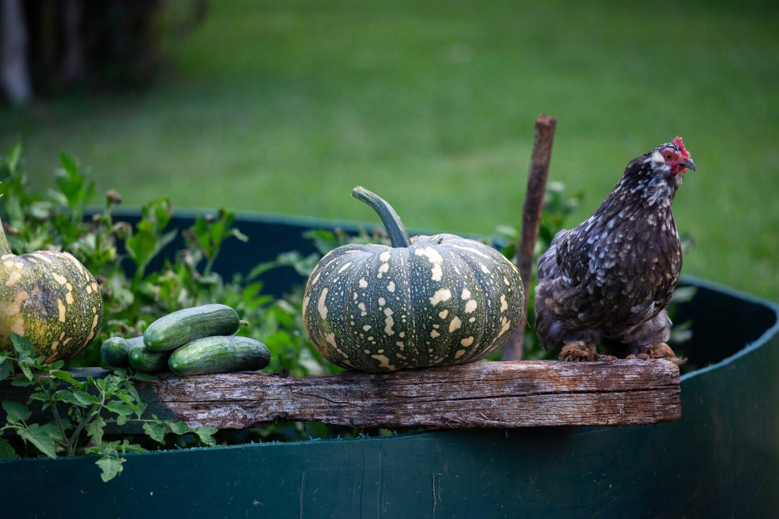 The Garden Diaries: Wander Through Michelle’s Hinterland Oasis