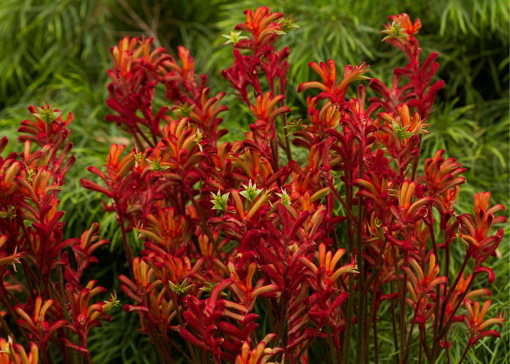 How to grow kangaroo paw from seed