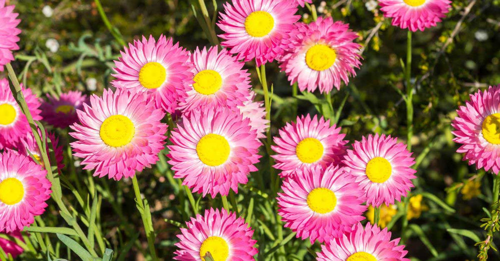 Your Ultimate Guide: How to Grow Everlasting Daisies from Seed