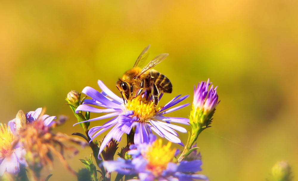 Grow a bouquet for the bees this Valentine’s Day