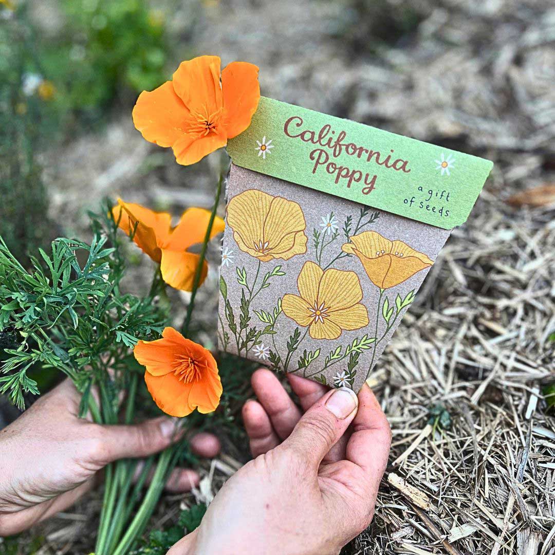 California Poppy Gift of Seeds Bulk Buy Pack of 50 image 5