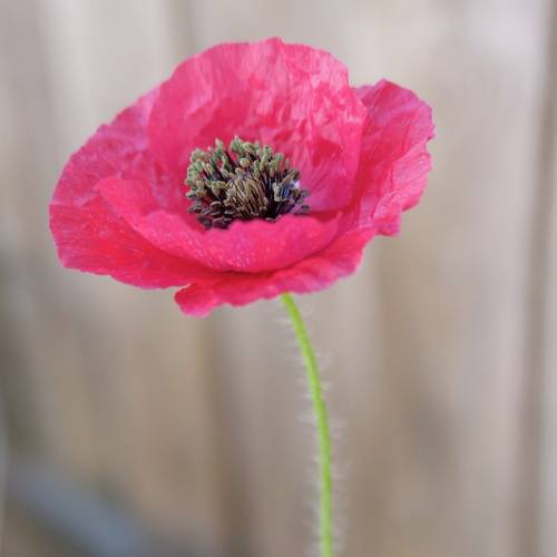 Poppy Gift of Seeds image 7