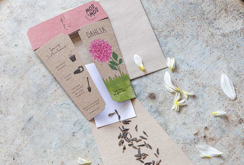 Dahlia Gift of Seeds image 4