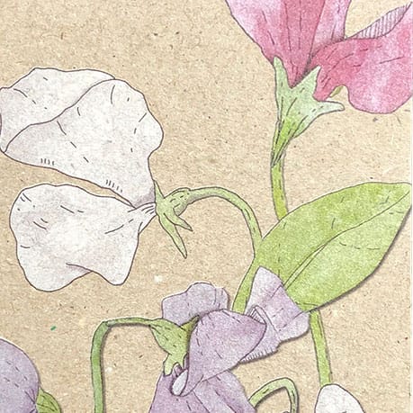 Sweet Pea Gift Tag 10 Pack image 3