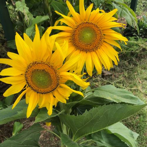 Secret Garden Gift of Seeds image 8