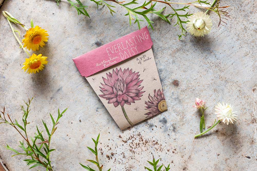Everlasting Daisy Gift of Seeds image 3