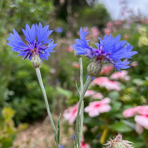 Garden Wonderland Gift of Seeds image 3