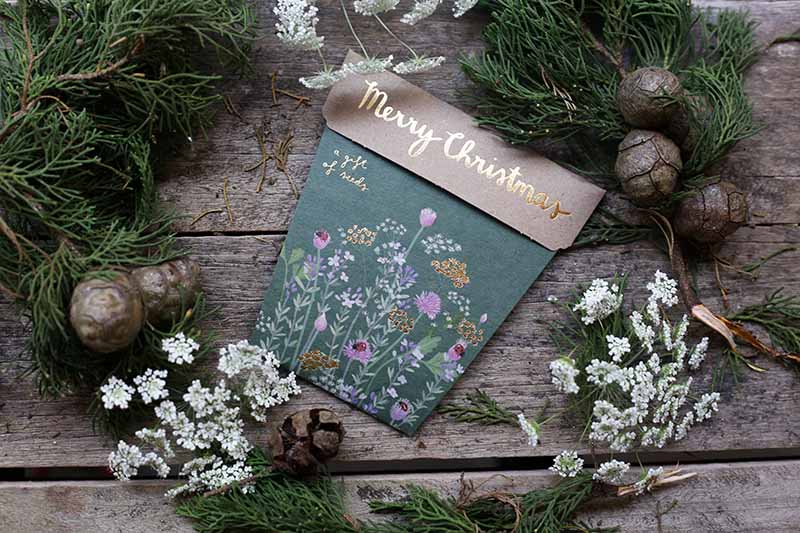 Christmas Herbs Seeds Set of 4 image 4