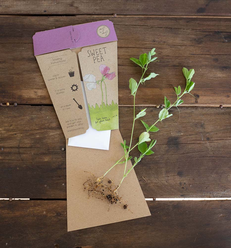 Sweet Pea Gift of Seeds image 2