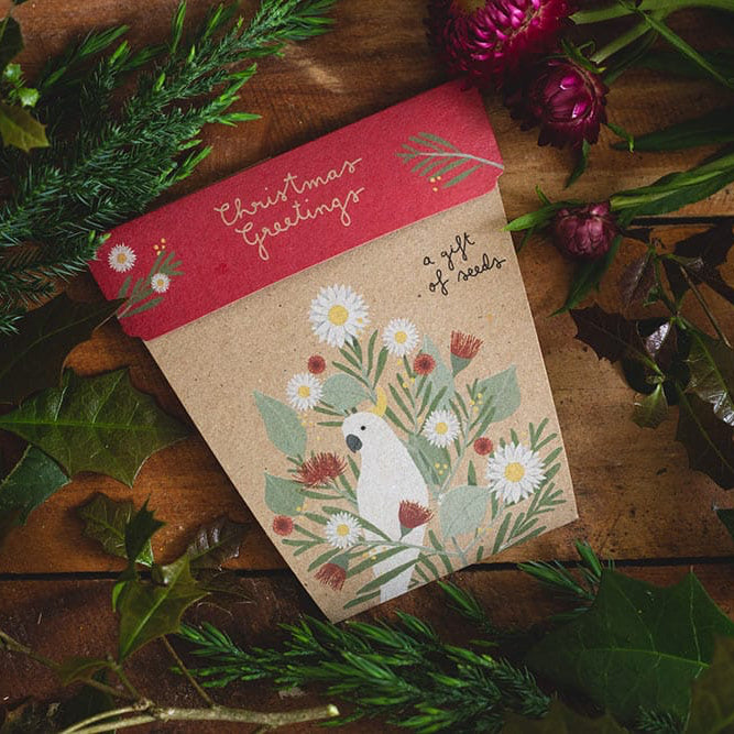 Australian Christmas Seeds Set of 4 image 0