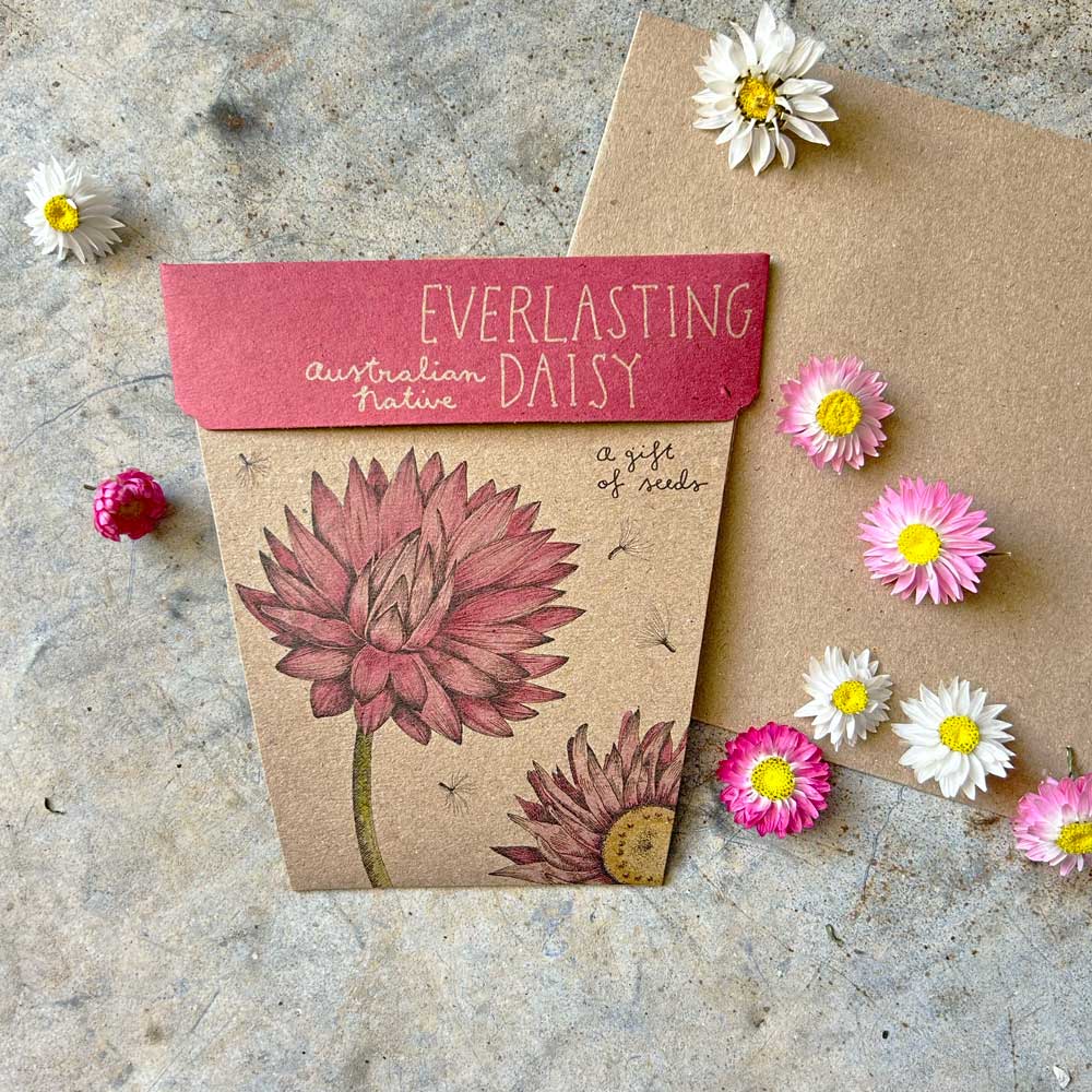 Everlasting Daisy Gift of Seeds image 4
