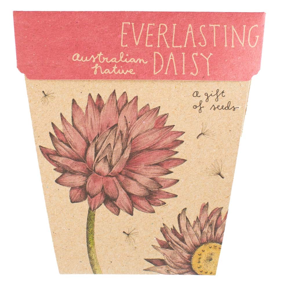 Everlasting Daisy Gift of Seeds image 0