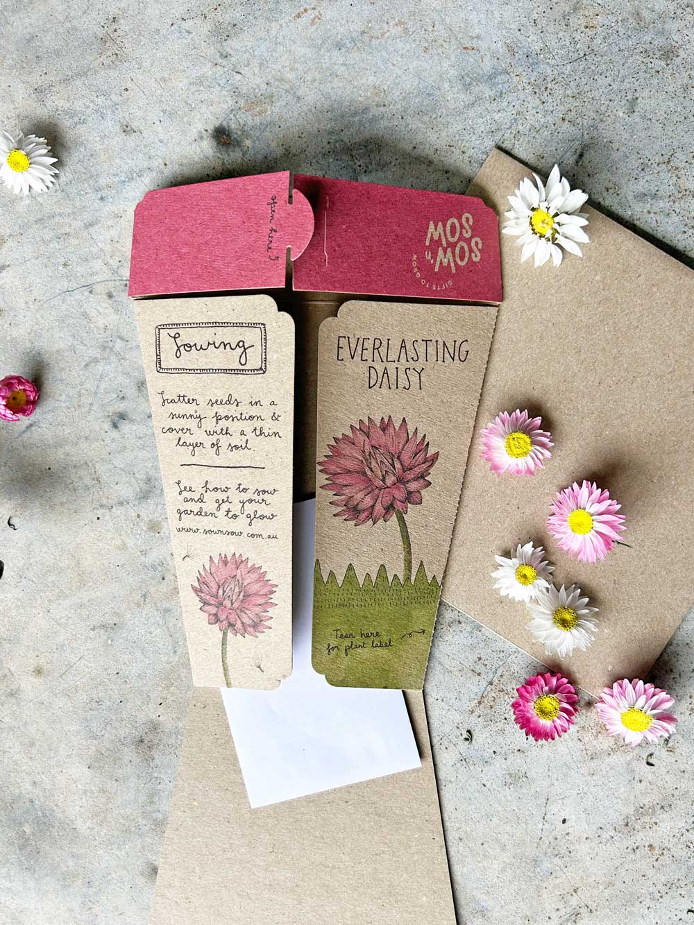 Everlasting Daisy Gift of Seeds image 2