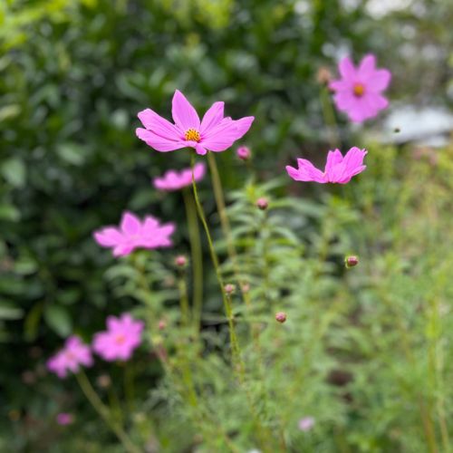Wildflowers Gift of Seeds image 8
