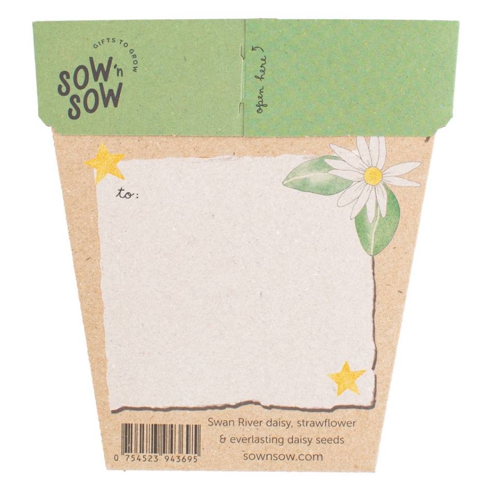 Christmas Native Daisies Gift of Seeds image 1