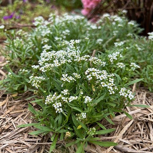 Enchanted Garden Gift of Seeds image 7