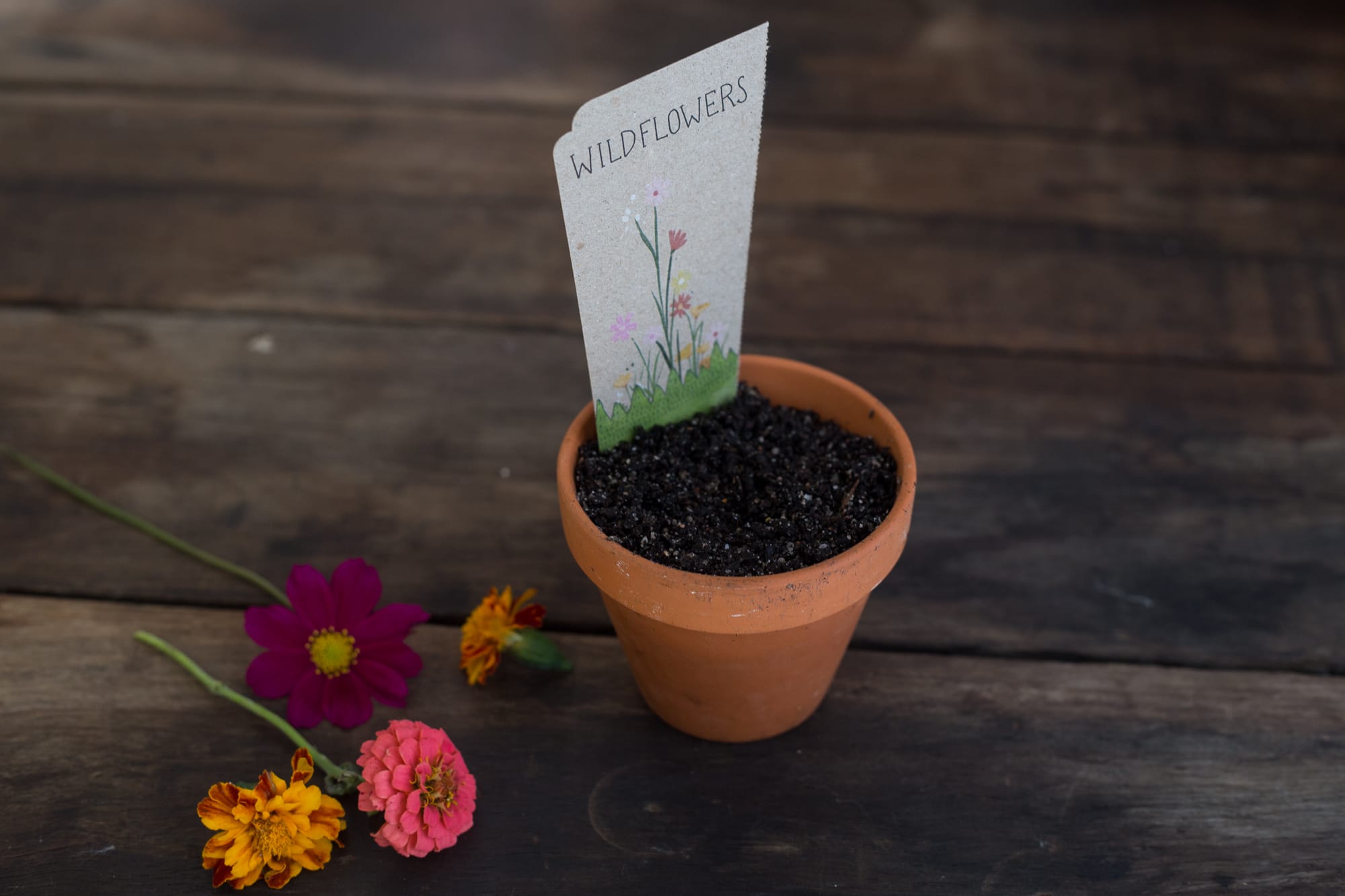Wildflowers Gift of Seeds image 4