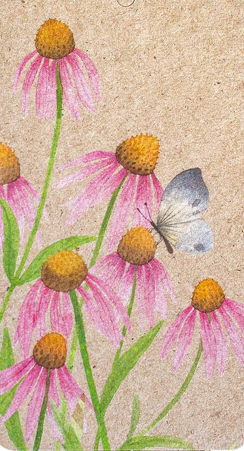 Echinacea Gift Tag 10 Pack image 3