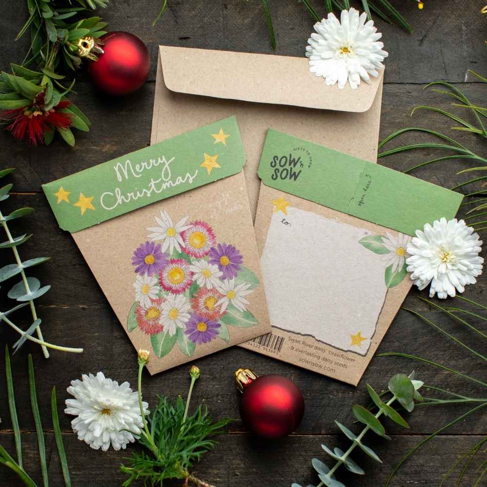 Christmas Native Daisies Gift of Seeds Bulk Buy Pack of 50 image 0