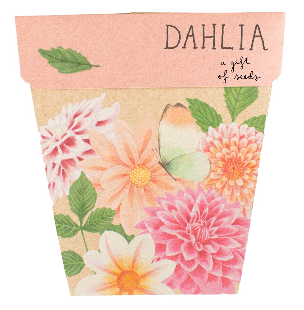 Dahlia Gift of Seeds image 0